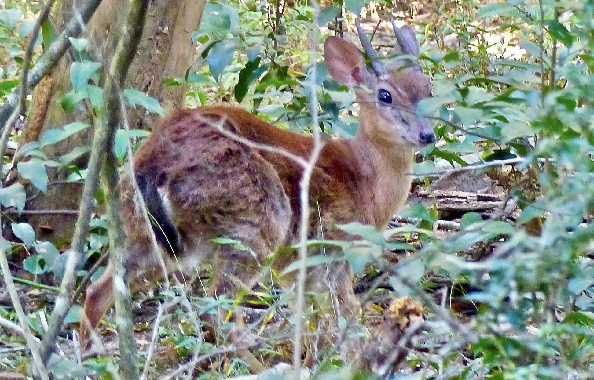 Suni Antelope